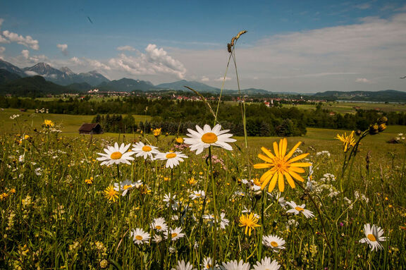 Erleben sie das Allgäu und Füssen